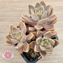 Load image into Gallery viewer, Graptoveria &#39;Bronzed Aussie&#39;
