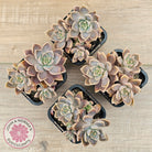 Graptoveria 'Bronzed Aussie'