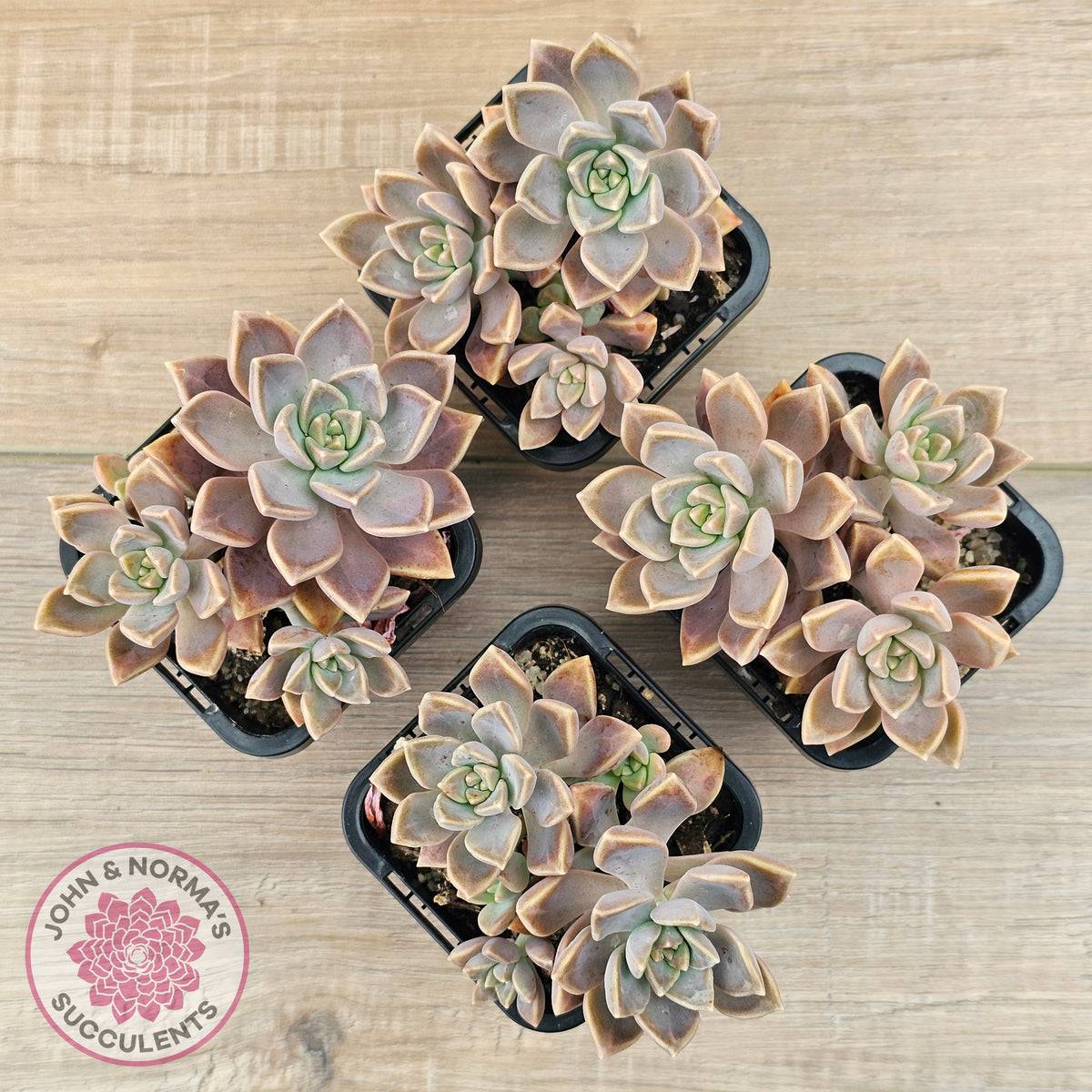 Graptoveria 'Bronzed Aussie'