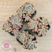 Load image into Gallery viewer, Graptoveria &#39;Bronzed Aussie&#39;
