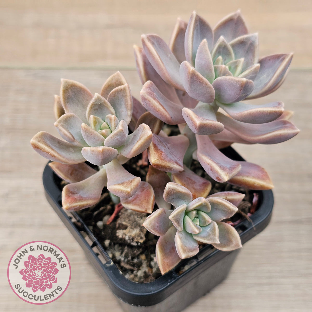 Graptoveria 'Bronzed Aussie'