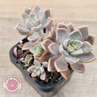 Graptoveria 'Bronzed Aussie'