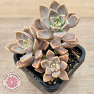 Graptoveria 'Bronzed Aussie'