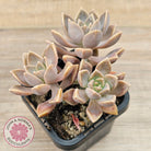Graptoveria 'Bronzed Aussie'