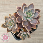 Graptoveria 'Bronzed Aussie'