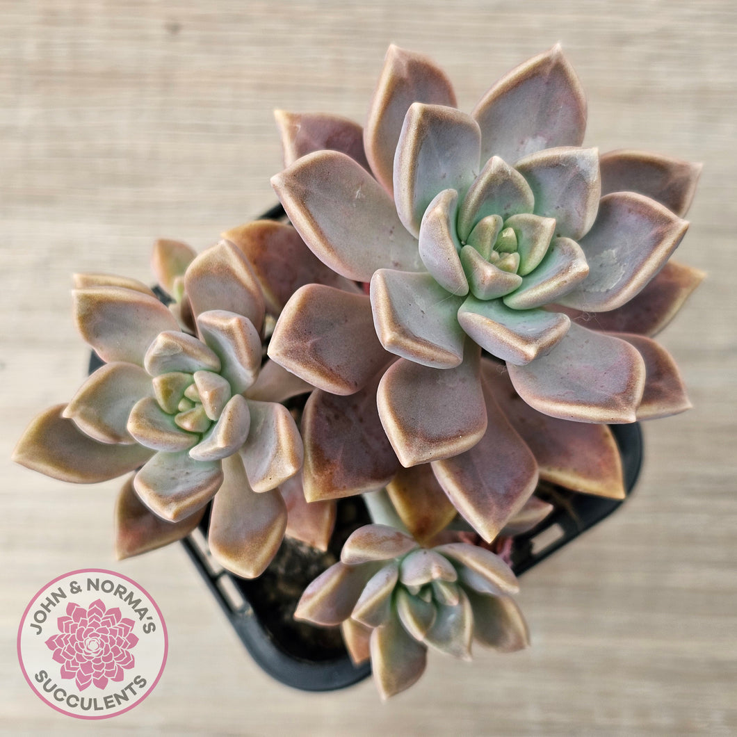 Graptoveria 'Bronzed Aussie'