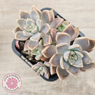 Graptoveria 'Bronzed Aussie'
