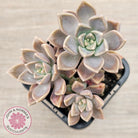 Graptoveria 'Bronzed Aussie'