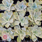 Graptoveria 'Coconut Ice' Cutting/s