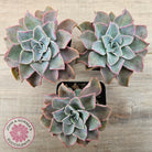 Graptoveria 'Coconut Ice'