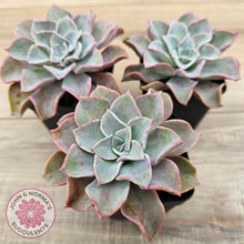 Load image into Gallery viewer, Graptoveria &#39;Coconut Ice&#39;
