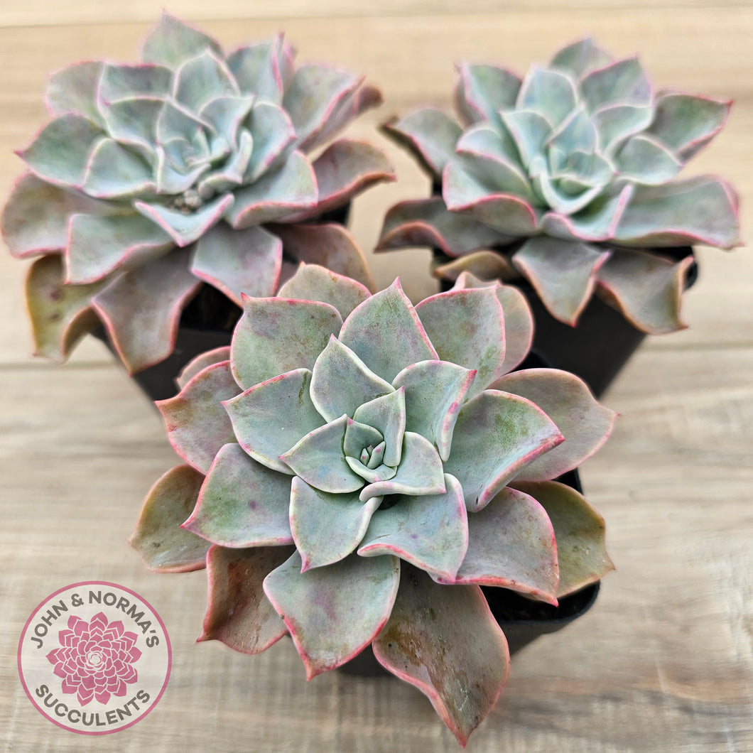 Graptoveria 'Coconut Ice'
