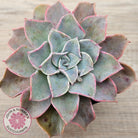 Graptoveria 'Coconut Ice'
