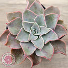 Graptoveria 'Coconut Ice'