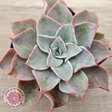 Load image into Gallery viewer, Graptoveria &#39;Coconut Ice&#39;
