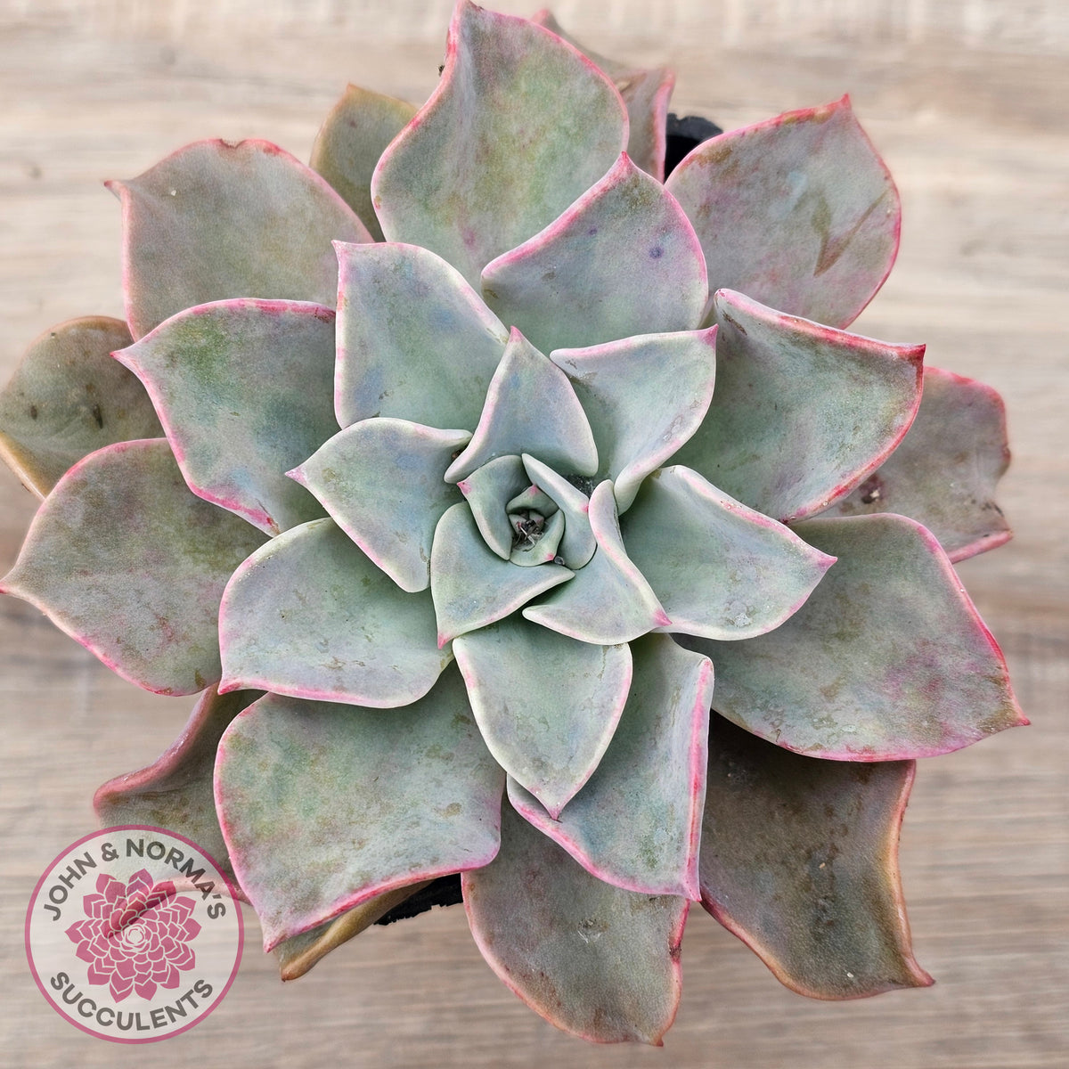 Graptoveria 'Coconut Ice'