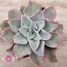 Load image into Gallery viewer, Graptoveria &#39;Coconut Ice&#39;
