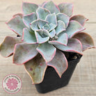 Graptoveria 'Coconut Ice'