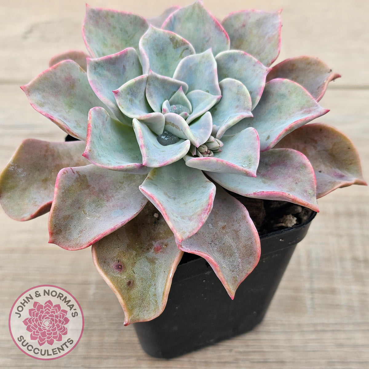 Graptoveria 'Coconut Ice'