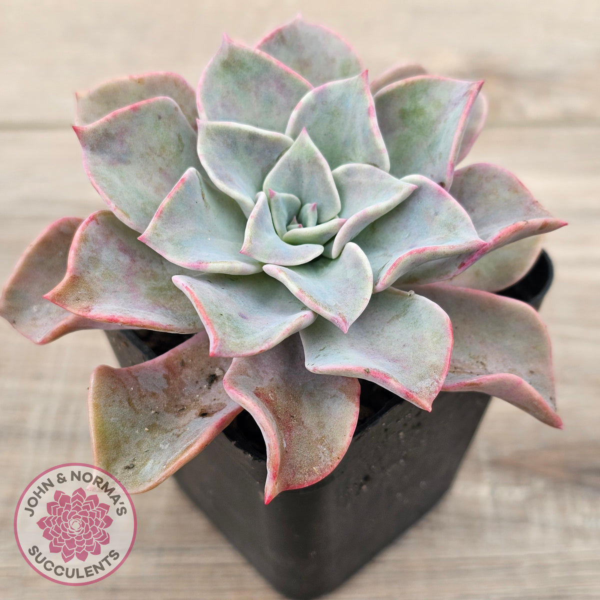 Graptoveria 'Coconut Ice'