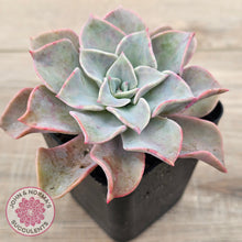 Load image into Gallery viewer, Graptoveria &#39;Coconut Ice&#39;
