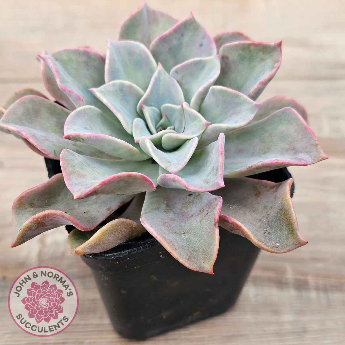 Graptoveria 'Coconut Ice'