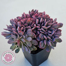 Load image into Gallery viewer, Graptoveria Debbie Crest
