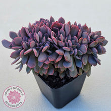 Load image into Gallery viewer, Graptoveria Debbie Crest
