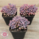 Graptoveria Debbie Crest