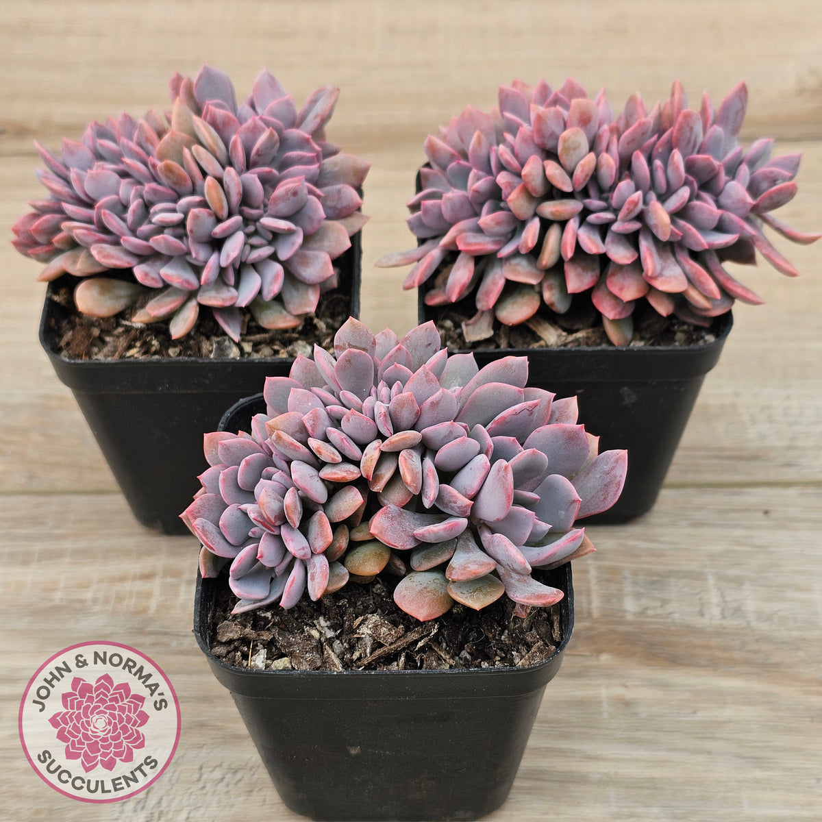 Graptoveria Debbie Crest
