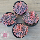 Graptoveria Debbie Crest