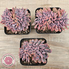 Graptoveria Debbie Crest