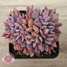 Graptoveria Debbie Crest