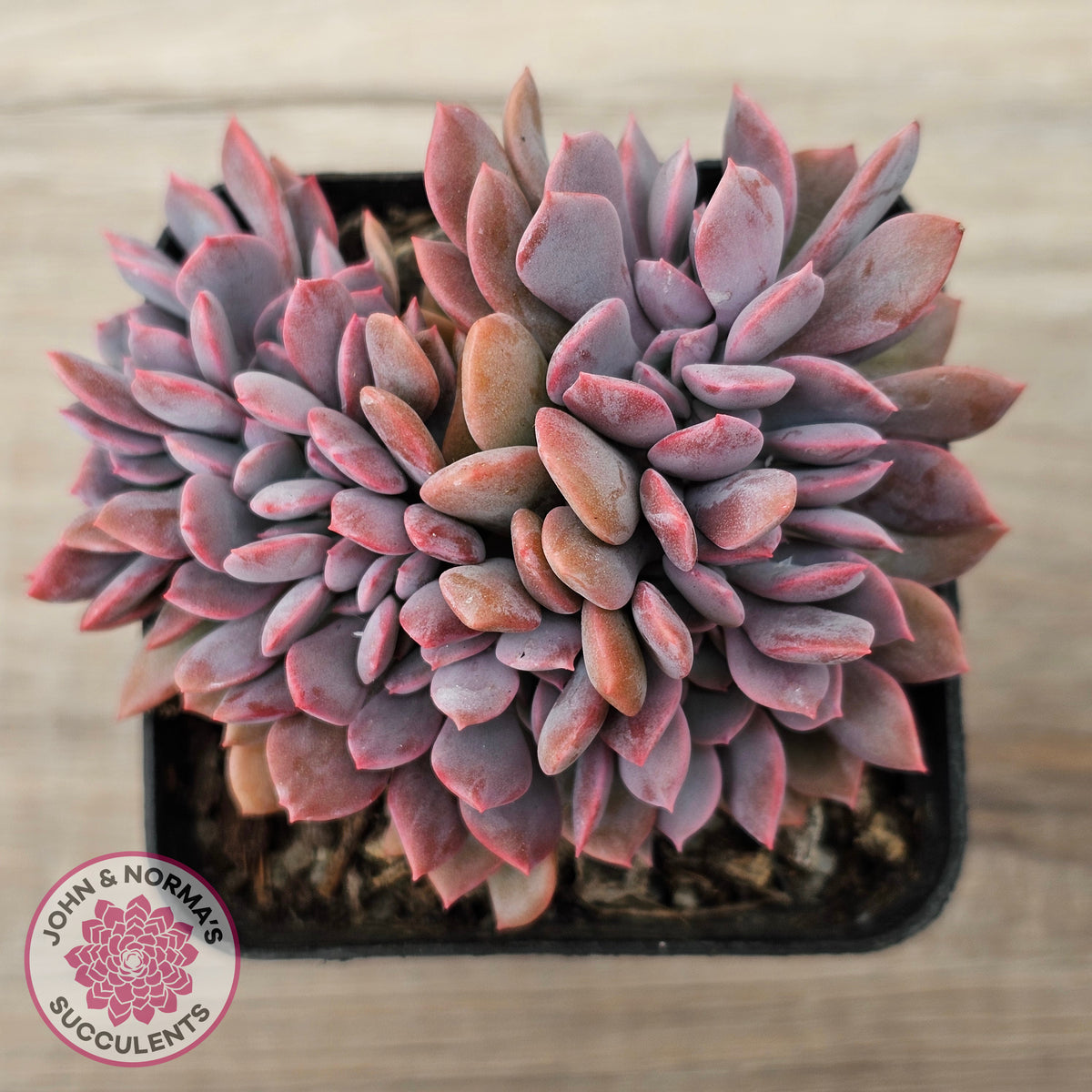 Graptoveria Debbie Crest