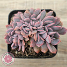 Graptoveria Debbie Crest
