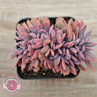 Graptoveria Debbie Crest