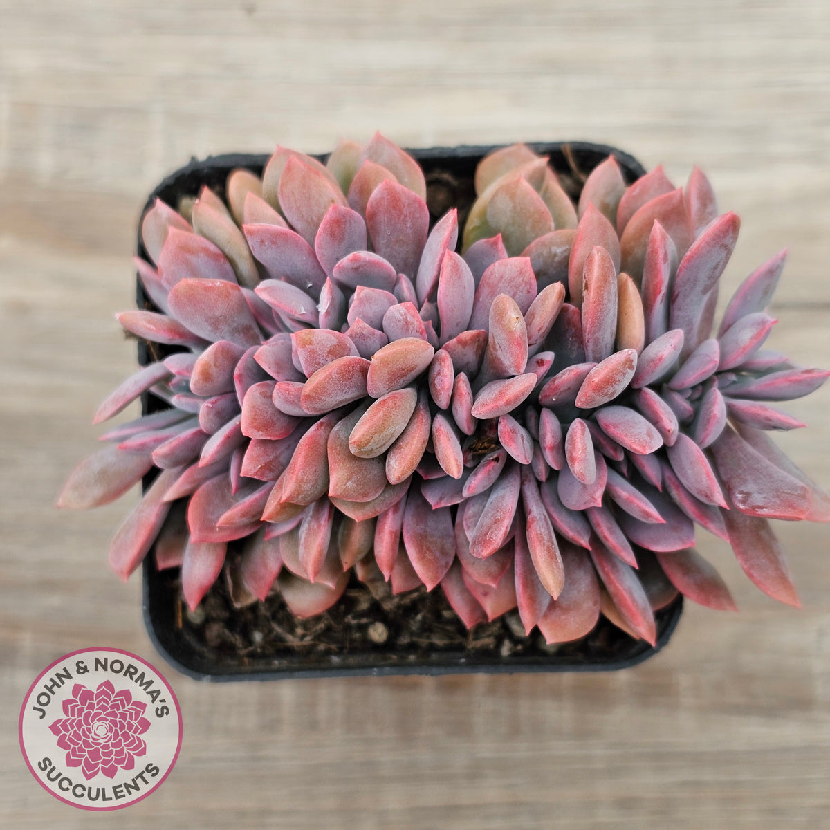 Graptoveria Debbie Crest