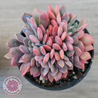 Graptoveria Debbie Crest