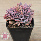 Graptoveria Debbie Crest