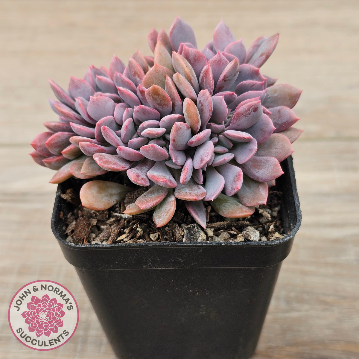Graptoveria Debbie Crest