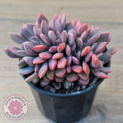 Graptoveria Debbie Crest