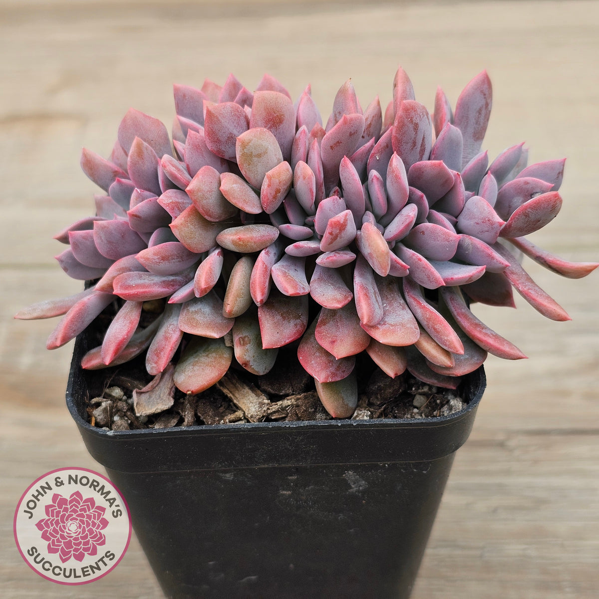 Graptoveria Debbie Crest