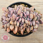 Graptoveria Debbie Crest