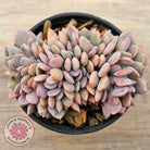 Graptoveria Debbie Crest