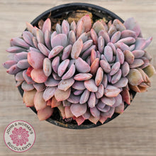 Load image into Gallery viewer, Graptoveria Debbie Crest
