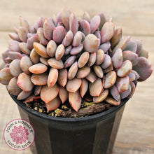 Load image into Gallery viewer, Graptoveria Debbie Crest
