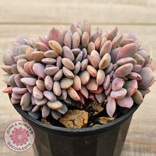 Load image into Gallery viewer, Graptoveria Debbie Crest
