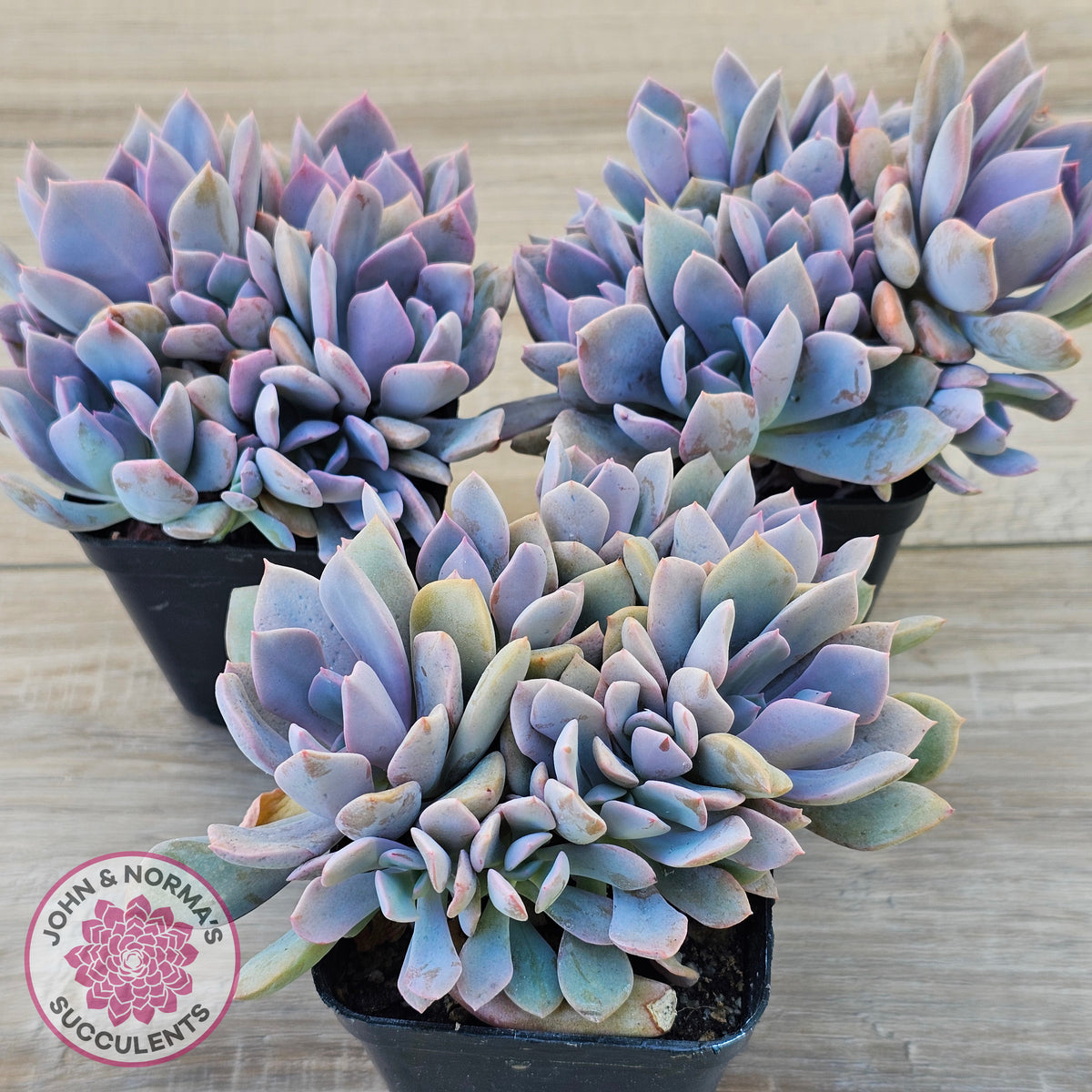 Graptoveria Debbie (multi)