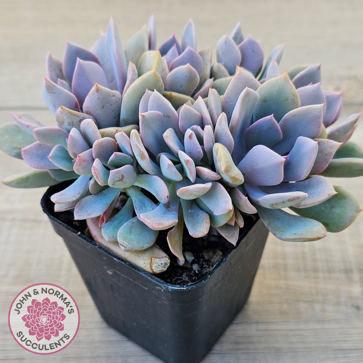 Graptoveria Debbie (multi)