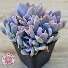 Load image into Gallery viewer, Graptoveria Debbie (multi)
